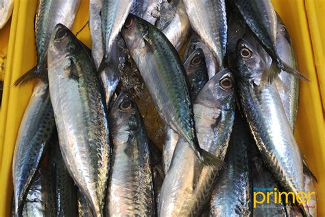 common fish in the philippines market|Local and English names of common fish and  .